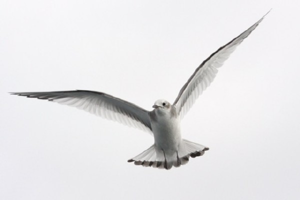 Sabine's Gull